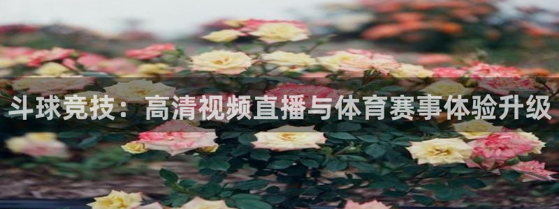斗球竞技：高清视频直播与体育赛事体验升级