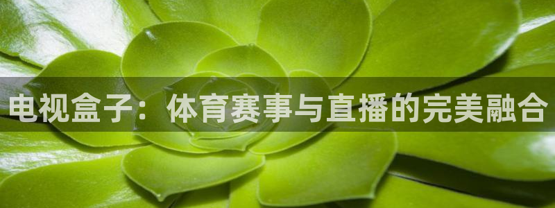 电视盒子：体育赛事与直播的完美融合