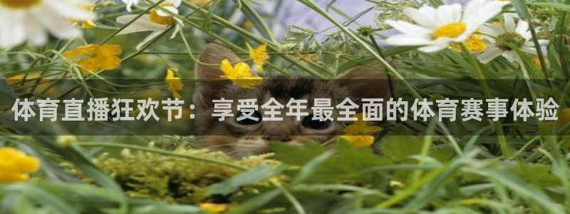 体育直播狂欢节：享受全年最全面的体育赛事体验