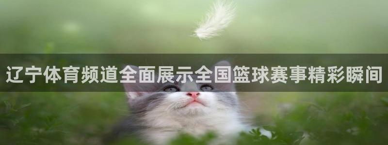 辽宁体育频道全面展示全国篮球赛事精彩瞬间